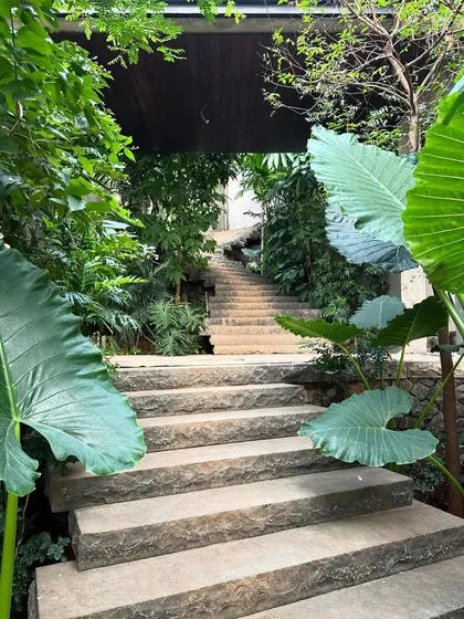 Looking up a flight of stone stairs, framed by giant Elephant Ear leaves. The scale of the planting was intentionally bold, designed to create a sense of being immersed in a tropical jungle.