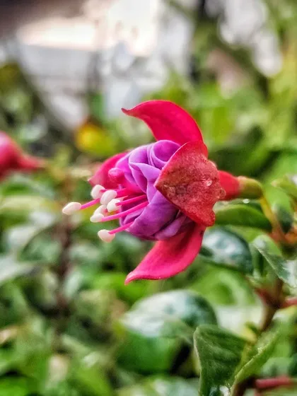 The Fuchsia flower from the side, showing its unique bell-like shape.
