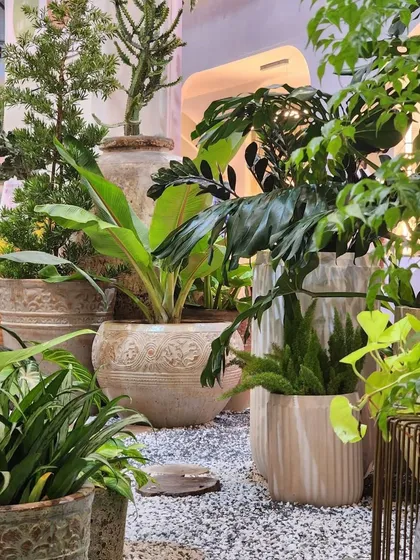 Exotic, bold, and totally thriving. This is what we imagine a plant heaven would look like. This corner of our nursery is filled with a variety of textures and forms, from Monsteras to cacti.