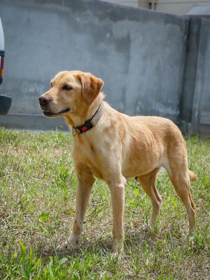 A majestic shot of Zara, the 2-year-old Labrador, standing proudly.