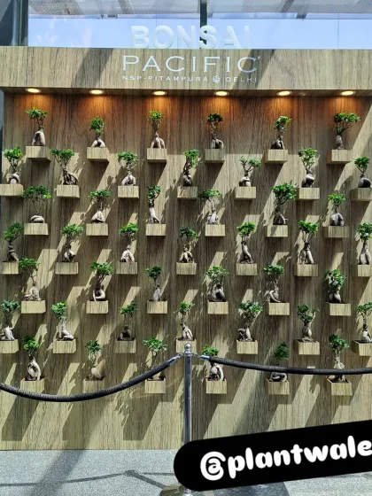 For a premium commercial client, we designed and installed this unique vertical wall featuring dozens of individual Ginseng Ficus Bonsai trees. Each plant is set in its own custom-lit alcove, creating a breathtaking piece of living art.