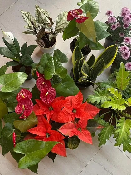 Just a beautiful haul of plants ready for a client. This selection includes red poinsettias, anthuriums, purple chrysanthemums, and leafy philodendrons, a perfect mix of color and foliage.