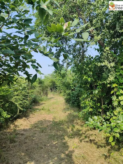A quiet, sun-dappled trail at our Neem Karoli Baba Mandir site in Jaunapur. This path invites peaceful walks and moments of connection with nature in a spiritual setting.
