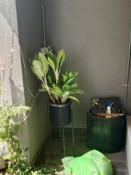 A minimalist corner brought to life with a healthy Aglaonema on a stand. Our service includes cleaning up, as shown by the bag of green waste.