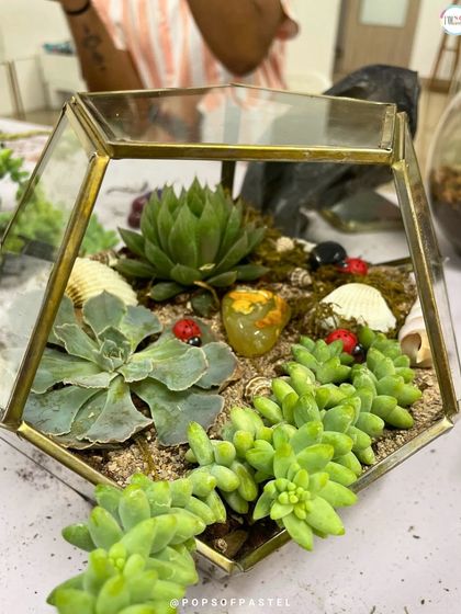 Another beautiful geometric terrarium, featuring a different arrangement of succulents, stones, and shells.