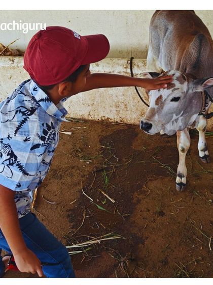 A young co-farmer getting to know one of our calves during a birthday celebration. Our farms provide a unique backdrop for creating special family moments.