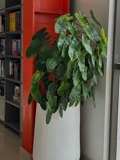 A large Philodendron in a white pot brings a burst of green to the library area at Charkos Institute. Placing plants near spaces of learning and concentration can help create a calmer and more focused environment.