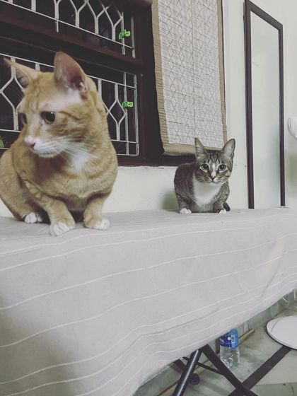 Gabe and Jerry, two handsome guests, enjoying the view from their room. They are settling in for the holiday season.