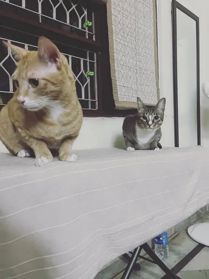 Gabe and Jerry, two handsome guests, enjoying the view from their room. They are settling in for the holiday season.
