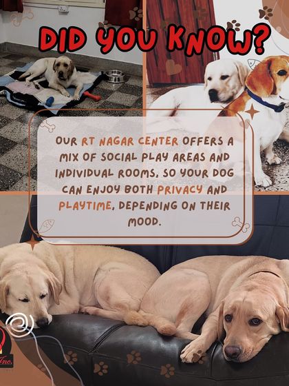Anvis - Dog Boarding Our Boarding Centers in Bangalore photo 8