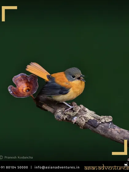 A Black-and-orange Flycatcher, a vibrant endemic of the Western Ghats, perches on a branch. Our South India tours are specifically designed to find the unique species of this biodiversity hotspot.