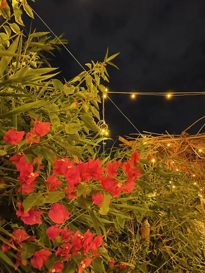 A beautiful shot of the bougainvillea and fairy lights at night. The farm is always buzzing with life and color, especially in the evenings.
