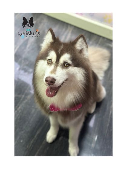 Furrybells Pet Grooming - Pet Grooming (Dogs & Cats) Breed-Specific Dog Styles photo 67