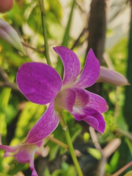 An orchid flower with a new bud appearing behind it, promising more beauty to come.