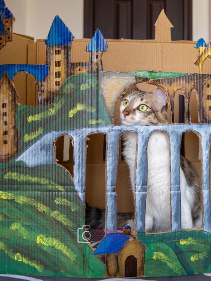 Hermione the cat peeking out from her incredible, custom-built cardboard castle. A testament to her parents' love and creativity.
