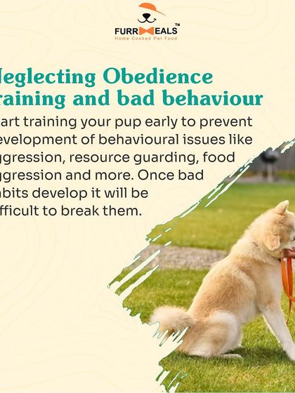 This comprehensive guide for new pet parents covers five key areas: establishing yourself as the pack leader, obedience training, avoiding overfeeding, ensuring enough exercise, and the importance of regular vet visits.