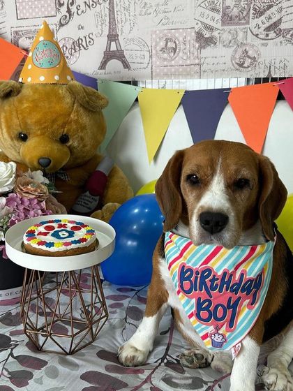 Another shot of Koko looking dapper in his "Birthday Boy" bandana next to his cake. We love seeing our customers' full party setups.