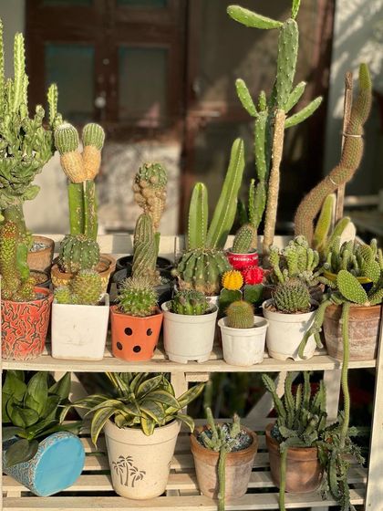Part of my cactus and succulent collection enjoying the sun on a multi-tiered shelf. Grouping them together like this not only looks great but also makes it easier to manage their care.