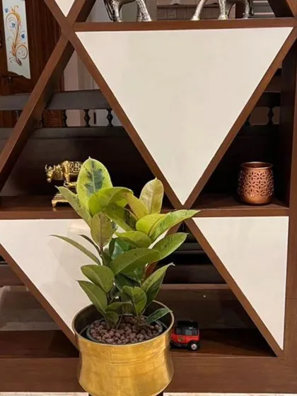 Even a small plant can have a big impact. Here, a variegated Ficus elastica, or Rubber Plant, sits in a small brass pot, adding a touch of life and color to this geometric wooden shelving unit.