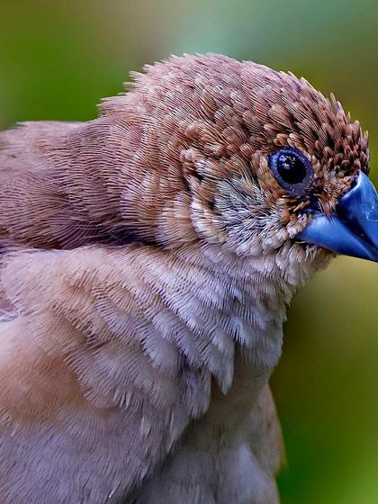 A portrait of an Indian Silverbill, focusing on its conical, silver-blue beak. The soft, uniform brown of its feathers gives it a subtle and gentle appearance.