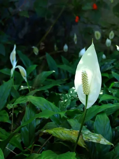 Peace Lilies are a wonderful choice for adding a touch of grace to shaded garden spots or indoor areas. Their white spathes are often mistaken for flowers but are actually a specialized leaf that grows around the actual small flowers.
