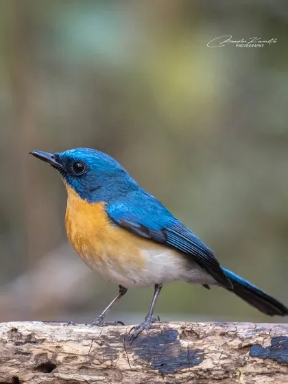 A Tickell's Blue Flycatcher portrait with a soft, out-of-focus background. This is my classic style, using a shallow depth of field to make the subject stand out.