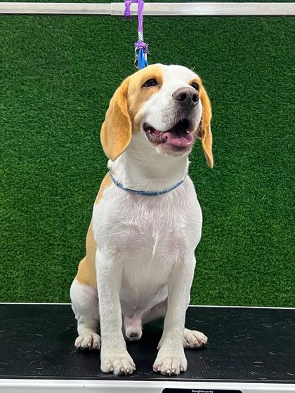 Pets Forever - De-shedding Treatment Beagle & Other Breed Grooming photo 4