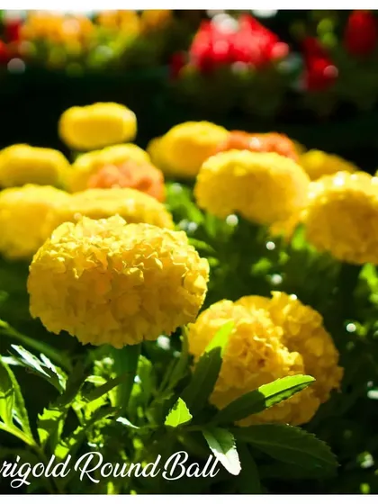 The Marigold Round Ball variety produces perfectly spherical, bright yellow flowers. They look like little balls of sunshine dotted throughout your garden.