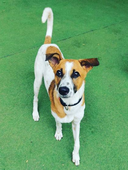 Becky's Bow Wow House - Dog Boarding (Overnight & Long-Term) Pawsitive Vibes: Our Happy Guests photo 20