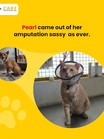 Charlie's Animal Rescue Centre - Animal Rescue & Adoption The Road to Recovery: Trauma & Medical Care photo 23