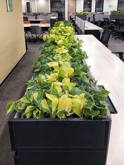 A long row of vibrant Neon Pothos in a sleek black planter brings a bright pop of color to this workspace. These hardy plants are excellent for office environments and help to purify the air.