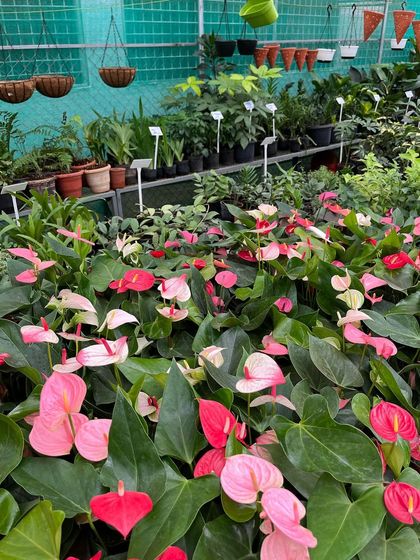 A fresh stock of Anthuriums in various shades of pink and red at our Vidyaranyapura branch.