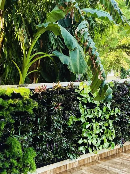 A close-up of a dense and healthy vertical garden, showing a mix of different plant species to create varied textures and shades of green. This living wall is part of a villa entrance in Faridabad.