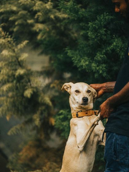 Training isn't just about commands, it's about connection. Here, Jenny the Indie dog learns to greet politely, a simple exercise that builds confidence and good manners.