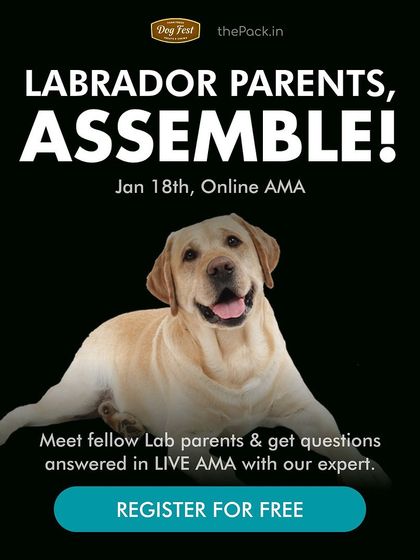 Labrador parents, assemble! This free "Ask Me Anything" session is for you. I answer all your questions on common Lab behaviors like jumping, chewing, and potty training.