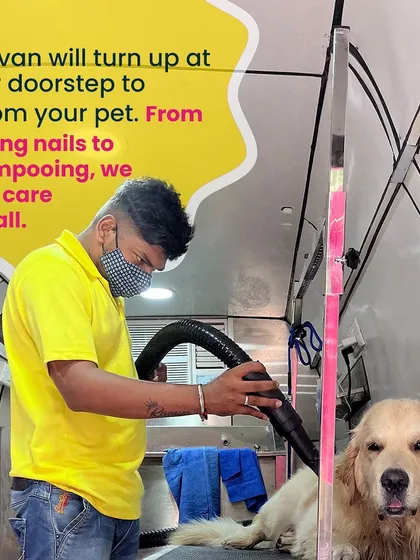 Inside our mobile salon, we give your pet our full attention. Here's a happy Golden Retriever enjoying a professional blow-dry in our clean and safe environment.