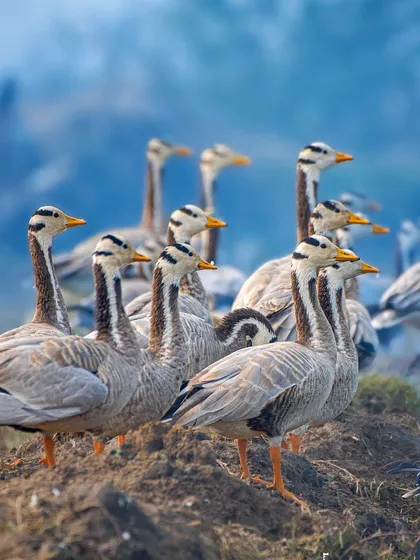 A flock of Bar-headed Geese, famous for their high-altitude migration over the Himalayas, gathered at their wintering grounds in the Indian plains.