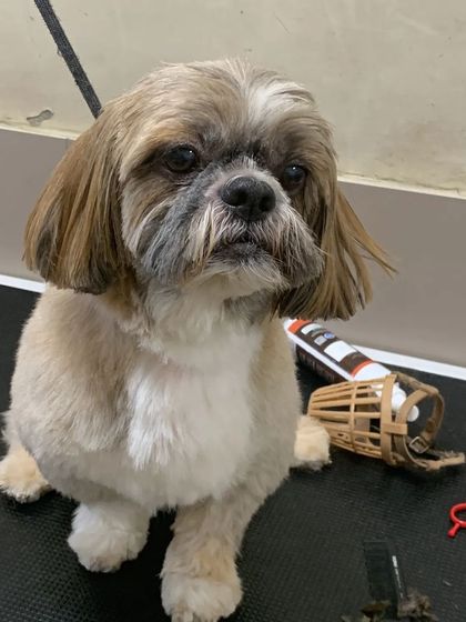 This Shih Tzu looks a little serious but very handsome after its haircut. The tools on the table show we are ready for any styling request.