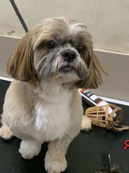 This Shih Tzu looks a little serious but very handsome after its haircut. The tools on the table show we are ready for any styling request.