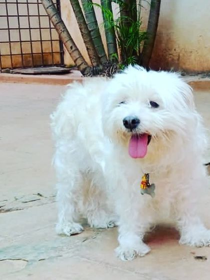 Stay - Dog Daycare Happy Faces of Stay photo 13