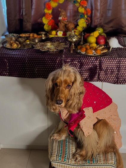 The full festive look for Janmashtami. Posto in his traditional attire, surrounded by offerings for Lord Krishna.