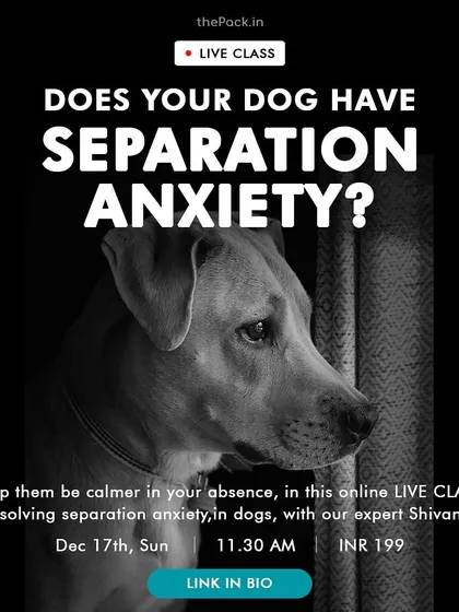 Seeing your dog distressed when you leave is heartbreaking. This live online class provides expert tips and a step-by-step approach to help your dog learn to be calm and secure in your absence.