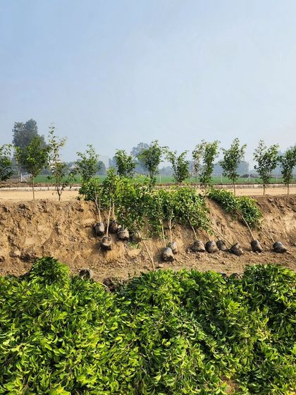 Delhi Gardner - Full-Service Landscaping Our Process: From Concept to Creation photo 32