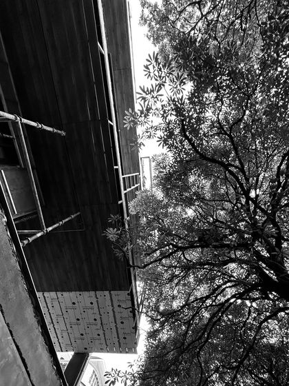 A black and white photo looking up at a facade under construction, with the raw materials set against the natural backdrop of a tree.