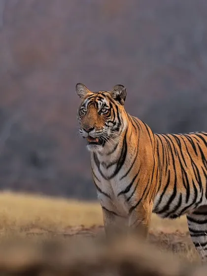 A young cub of the tigress Riddhi in Ranthambhore, just five months old. Documenting the growth of these cubs is a long-term passion.