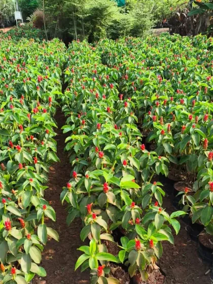 A large planting of Red Button Ginger (Costus woodsonii), known for its bright red, cone-like flower heads.