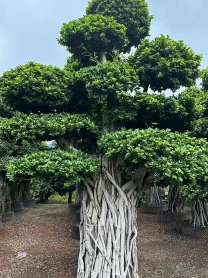 This is one of my large-scale, bonsai-style specimen trees, characterized by its massive, intricate trunk and expertly shaped foliage. These mature trees serve as powerful focal points in high-end landscape designs.