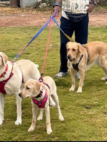 PL Paws - Animal Rescue & Rehabilitation Happy Tails: Our Adoption Stories photo 44