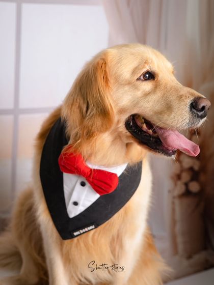 A close-up of the handsome Golden Retriever, capturing his happy and gentle nature.