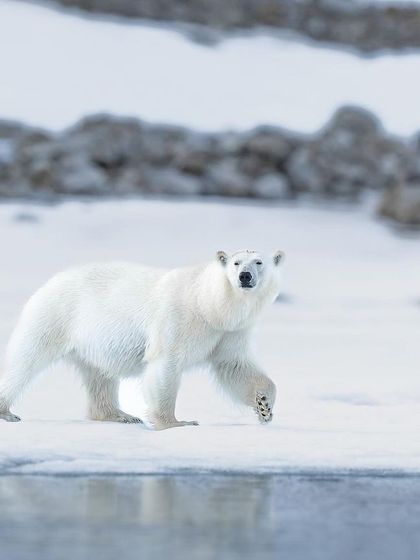 The Alpha on a walk. The confidence and power in this bear's stride are unmistakable. This is the ruler of the Arctic, in his element.